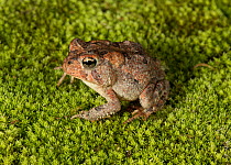 Fowler's toad (Anaxyrus fowleri) Florida, USA. Controlled animal