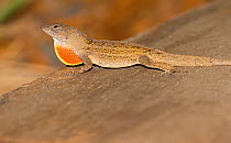Brown anole (Anolis sagrei) displaying dewlap, North Florida,USA, July. Introduced species.