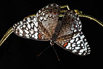 Caribbean cracker butterfly (Hamadryas amphicloe) resting upside down on tree trunks, Dominican Republic.