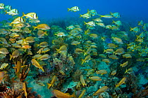 Coral reef with mixed shoal of fish including Porkfish (Anisotremus virginicus), Bluestriped grunt (Haemulon sciurus), Jardines de la Reina, Cuba