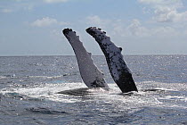 Humpback whale (Megaptera novaeanglae) turns on its back to  'fin slap' a behavior thought to request companionship from another whale. Hispaniola, Dominican Republic.