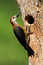 Jamaican woodpecker (Melanerpes radiolatus) takes food back to its chicks. Jamaica, May.