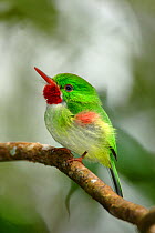 Portrait of a Jamaican Tody (Todus todus) in the Blue Mountains, Jamaica.