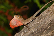 Red-fanned Stout anole (Anolis marcanoi) displaying its red dewlap, Cordillera Central, Dominican Republic.