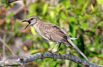 Bahama mockingbird (Mimus gundlachii) singing,  Hellshire Hills, Jamaica.