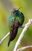 Hispaniolan emerald hummingbird (Chlorostilbon swainsonii)  Hispaniola, endemic species.