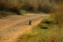 Jungle cat (Felis chaus) sitting on track in Bandhavgarh National Park, Madhya Pradesh, India, March