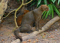 Jaguarundi (Puma yagouaroundi) female with  her red colour morph kitten behind, captive, occur in the Americas from Arizona to Argentina. Red individuals of this species were once thought to be a sepa...