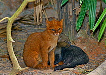 Jaguarundi (Puma yagouaroundi) two kittens, one red colour morph, captive, occur in the Americas from Arizona to Argentina. Red individuals of this species were once thought to be a separate species c...