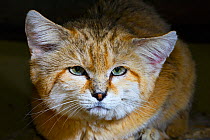 Sand cat (Felis margarita) head portrait  captive, occurs in Asia from Morocco to Uzbekistan, captive