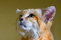 Sand cat (Felis margarita) portrait captive, occurs in Asia from Morocco to Uzbekistan, captive