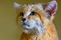 Sand cat (Felis margarita) portrait  captive, occurs in Asia from Morocco to Uzbekistan, captive