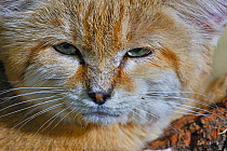 Sand cat (Felis margarita) portrait captive, occurs in Asia from Morocco to Uzbekistan, captive
