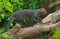 Jaguarondi (Puma yagouaroundi) captive, occurs in the Americas from Arizona to Argentina.