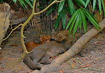 Jaguarundi (Puma yagouaroundi) female with two kittens, one red colour morph, captive, occur in the Americas from Arizona to Argentina. Red individuals of this species were once thought to be a separa...