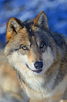 North-western wolf (Canis lupus occidentalis) portrait, captive occurs in  northwestern USA and Canada.
