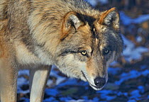 North-western wolf (Canis lupus occidentalis) portrait, captive occurs in  northwestern USA and Canada.