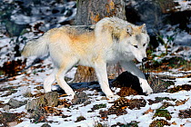 North-western wolf (Canis lupus occidentalis) captive occurs in  northwestern USA and Canada.