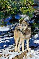 North-western wolf (Canis lupus occidentalis) captive occurs in  northwestern USA and Canada.