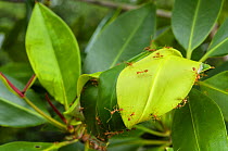 Weaver ants (Oecophylla smaragdina) on nest, Sabah, Malaysian Borneo.