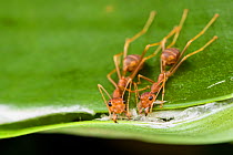 Weaver ants (Oecophylla smaragdina) holding leaves together during nest building, Sabah, Malaysian Borneo.