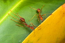 Weaver ants (Oecophylla smaragdina) holding leaves together during nest building, Malaysian Borneo.