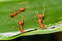 Weaver ants (Oecophylla smaragdina) building nest by gluing leaves of silk together, Sabah, Malaysian Borneo.