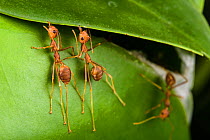 Weaver ants (Oecophylla smaragdina) building nest by gluing leaves together with silk, Sabah, Malaysian Borneo.