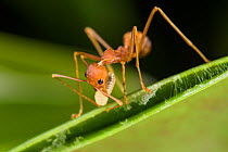 Weaver ants (Oecophylla smaragdina) working building nest, using larva to produce silk which glues leaves together, Sabah, Malaysian Borneo.