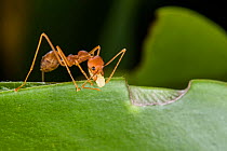 Weaver ants (Oecophylla smaragdina) working building nest, using larva to produce silk which glues leaves together, Sabah, Malaysian Borneo.