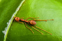 Weaver ants (Oecophylla smaragdina) holding leaf in place during nest building, Kota Kinabalu Wetlands, Sabah, Malaysian Borneo.