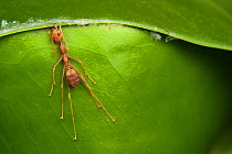 Weaver ants (Oecophylla smaragdina) holding leaf in place during nest building, Kota Kinabalu Wetlands,  Malaysian Borneo.