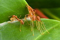 Weaver ant (Oecophylla smaragdina), two workers holding leaf  while another one is weaving them by the use of a larva to glue the leaves using silk.  Kota Kinabalu Wetlands, Sabah, Malaysian Borneo.