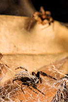 Spider  (Stegodyphus sp.) with African jumping spider (Portia africana), sub-adult male stalking it in the background, South Africa