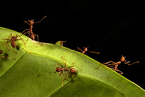 Weaver ants (Oecophylla smaragdina), Sabah, Malaysian Borneo.
