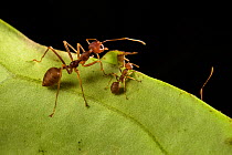 Weaver ants  (Oecophylla smaragdina) major and minor workers, Malaysian Borneo.