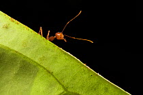 Weaver ants (Oecophylla smaragdina) portrait, Sabah, Malaysian Borneo.