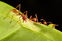 Weaver ants  (Oecophylla smaragdina) Sabah, Malaysian Borneo.