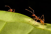 Weaver ant (Oecophylla smaragdina) Malaysian borneo.