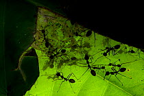 Weaver ants  (Oecophylla smaragdina) colony, Sabah, Malaysian Borneo.