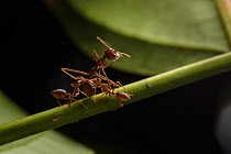 Weaver ants  (Oecophylla smaragdina) two minor workers with major worker, minor workers removing a dead major worker out of the nest. Sandakan, Sabah, Malaysian Borneo.