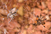 Dandy jumping spider (Portia schultzi) hunting a spider, Kwazulu-Natal, South Africa