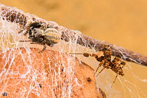 Dandy jumping spider (Portia schultzi) hunting a spider (Stegodyphus mimosarum) Kwazulu-Natal, South Africa