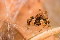 Dandy jumping spider (Portia schultzi) Kwazulu-Natal, South Africa
