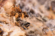 Dandy jumping spider (Portia schultzi) eating a spider (Stegodyphus dumicola) Kwazulu-Natal, South Africa