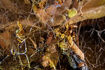 Dandy jumping spider (Portia schultzi)  eating a spider (Stegodyphus dumicola) Kwazulu-Natal, South Africa