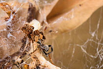 Dandy jumping spider (Portia schultzi)  eating a spider (Stegodyphus dumicola) with spiderling (Archaeodictyna ulova) scavenging  Kwazulu-Natal, South Africa