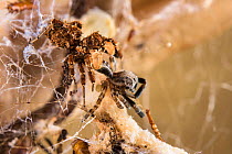 Dandy jumping spider  (Portia schultzi)  eating a spider (Stegodyphus dumicola) with spiderling (Archaeodictyna ulova) scavenging  Kwazulu-Natal, South Africa