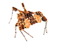 Dandy jumping spider (Portia schultzi) on white background, Kwazulu-Natal, South Africa