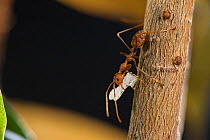 Weaver ant (Oecophylla) carrying pupa with its mandibles to a new nest. Captive.